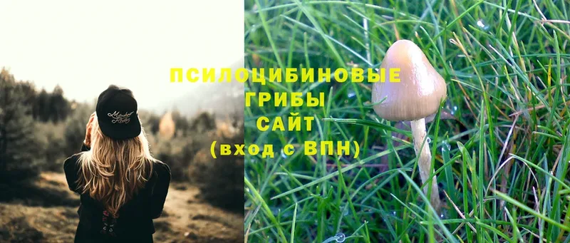 Псилоцибиновые грибы Psilocybe  Козьмодемьянск 